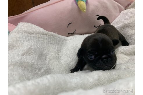 成約済の岐阜県のパグ-304790の21枚目