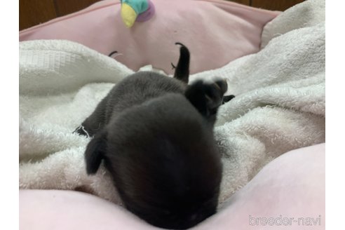 成約済の岐阜県のパグ-304791の6枚目