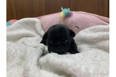 成約済の岐阜県のパグ-308302の12枚目