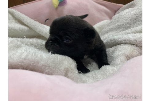 成約済の岐阜県のパグ-308302の13枚目
