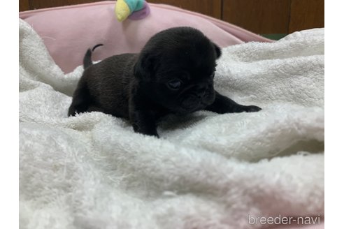 成約済の岐阜県のパグ-308302の6枚目