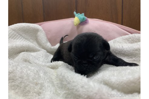 成約済の岐阜県のパグ-308302の8枚目