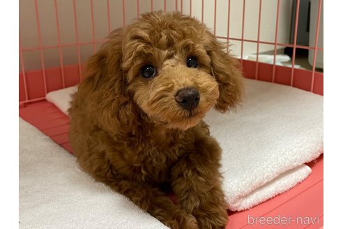 成約済の長野県のトイプードル-298002の5枚目