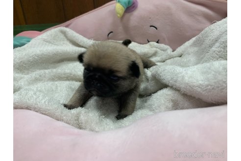 成約済の岐阜県のパグ-304793の10枚目