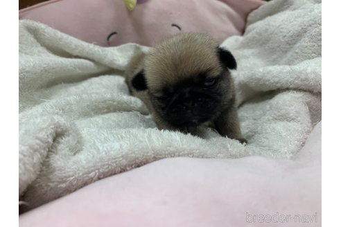 成約済の岐阜県のパグ-304793の11枚目