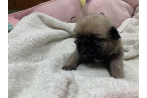 成約済の岐阜県のパグ-304793の8枚目