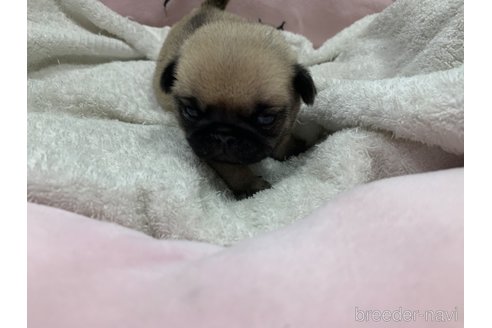 成約済の岐阜県のパグ-308307の16枚目