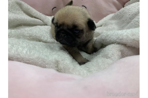 成約済の岐阜県のパグ-308307の22枚目