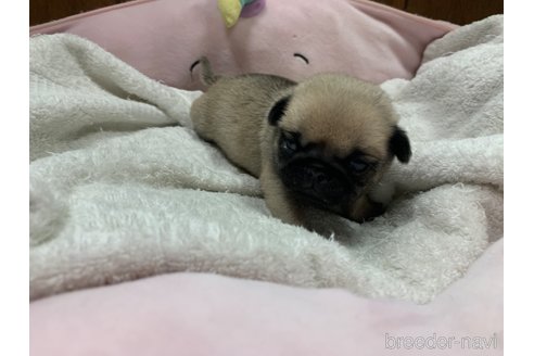 成約済の岐阜県のパグ-308307の21枚目