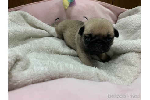 成約済の岐阜県のパグ-308307の20枚目