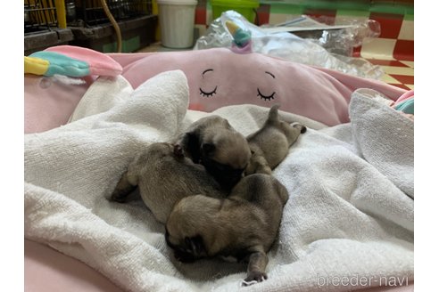 成約済の岐阜県のパグ-308307の17枚目