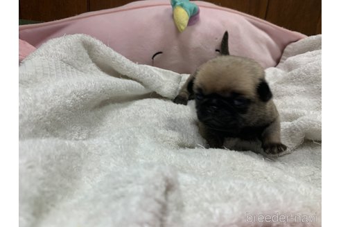 成約済の岐阜県のパグ-308308の9枚目