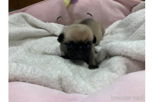 成約済の岐阜県のパグ-308308の12枚目