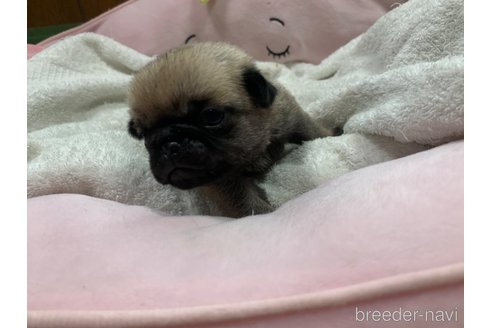 成約済の岐阜県のパグ-308308の7枚目
