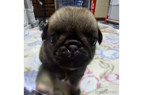 成約済の岡山県のパグ-304620の25枚目