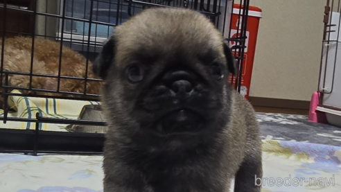 成約済の岡山県のパグ-304620の23枚目