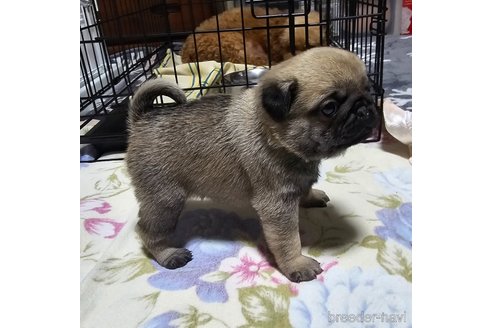 成約済の岡山県のパグ-304624の20枚目