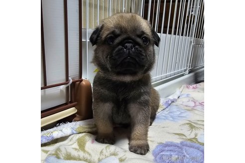 成約済の岡山県のパグ-304624の19枚目