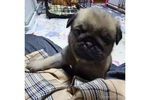 成約済の岡山県のパグ-304624の18枚目