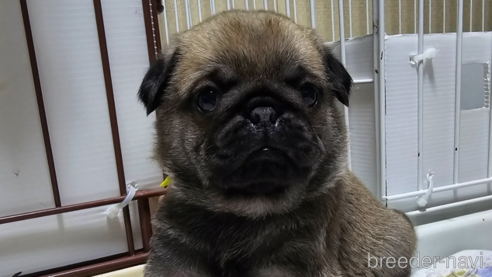 成約済の岡山県のパグ-304624の17枚目