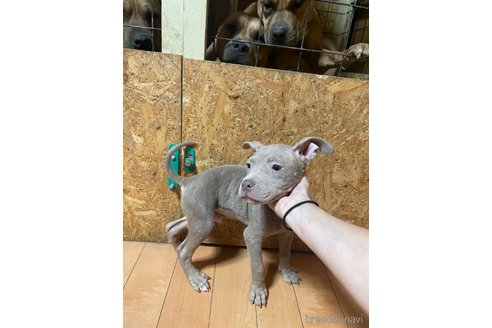 成約済の佐賀県のアメリカンピットブルテリア-300694の3枚目