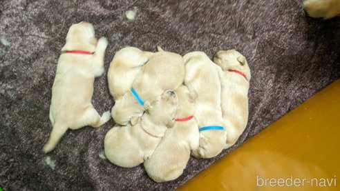 成約済の熊本県のゴールデンレトリーバー-306410の36枚目