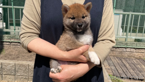 成約済の岡山県の柴犬-308356の9枚目