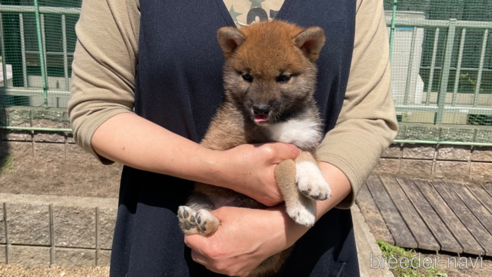 成約済の岡山県の柴犬-308356の8枚目