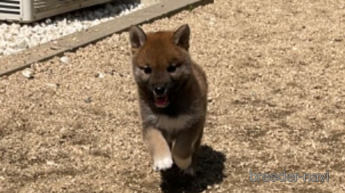 成約済の岡山県の柴犬-308356の7枚目