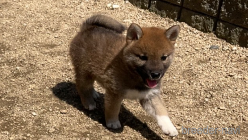 成約済の岡山県の柴犬-308356