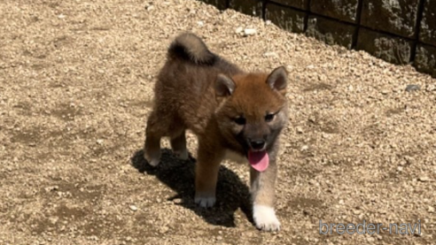 成約済の岡山県の柴犬-308356の5枚目