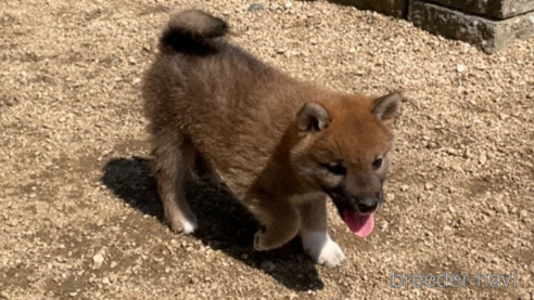 成約済の岡山県の柴犬-308356の4枚目