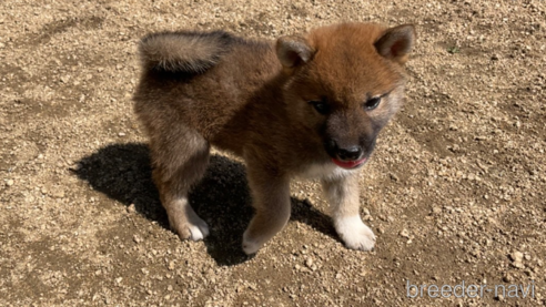 成約済の岡山県の柴犬-308356の3枚目