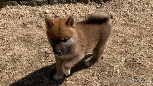 成約済の岡山県の柴犬-308356の2枚目