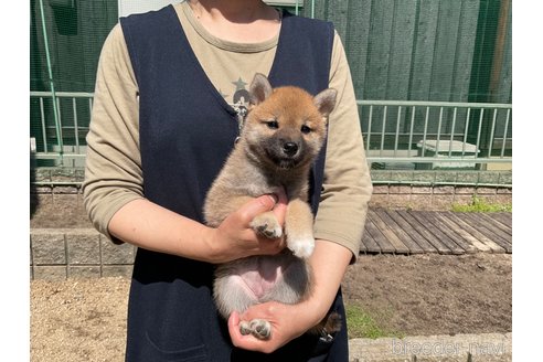 成約済の岡山県の柴犬-308357の12枚目