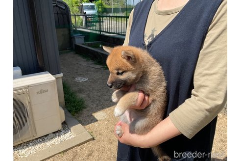 商談中の岡山県の柴犬-308357の10枚目