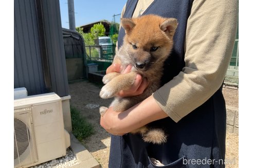 商談中の岡山県の柴犬-308357の11枚目