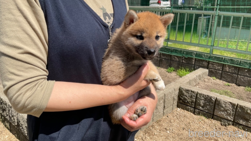 商談中の岡山県の柴犬-308357の9枚目