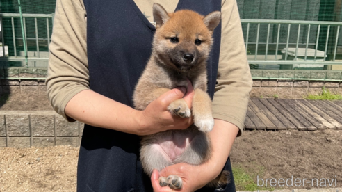 販売中の岡山県の柴犬-308357