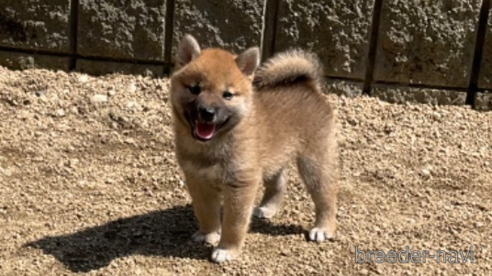 成約済の岡山県の柴犬-308357の8枚目