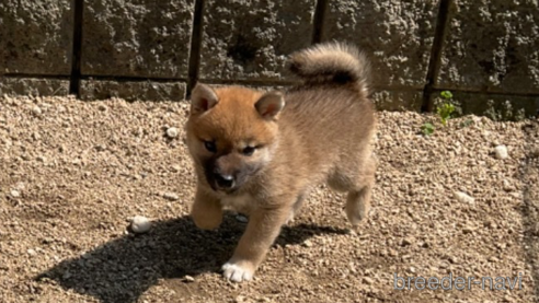 成約済の岡山県の柴犬-308357の7枚目