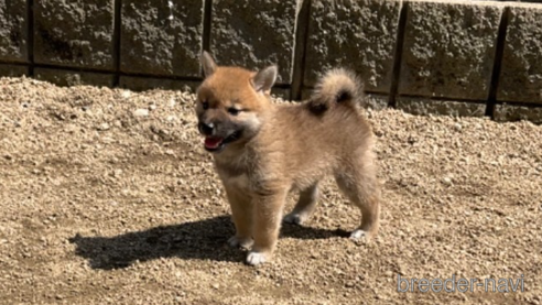 成約済の岡山県の柴犬-308357の6枚目