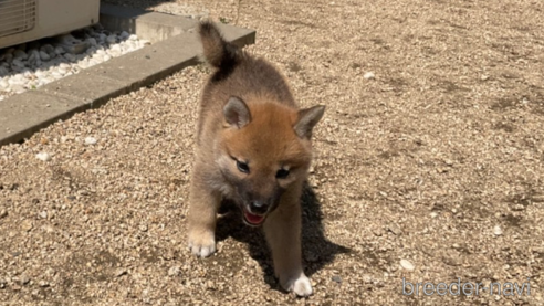 商談中の岡山県の柴犬-308357の5枚目