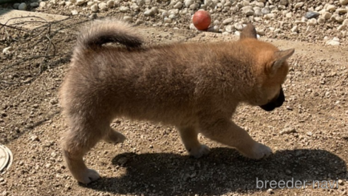 商談中の岡山県の柴犬-308357の4枚目