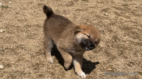 成約済の岡山県の柴犬-308357の3枚目