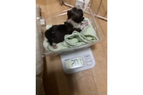 成約済の東京都のシーズー-308379の7枚目