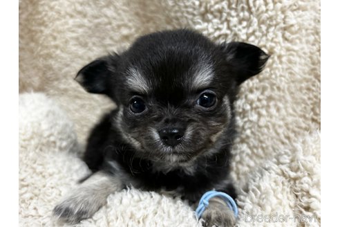 成約済の千葉県のチワワ(ロングコート)-304483の9枚目