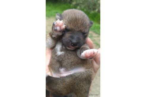 成約済の岐阜県の柴犬-308391の13枚目