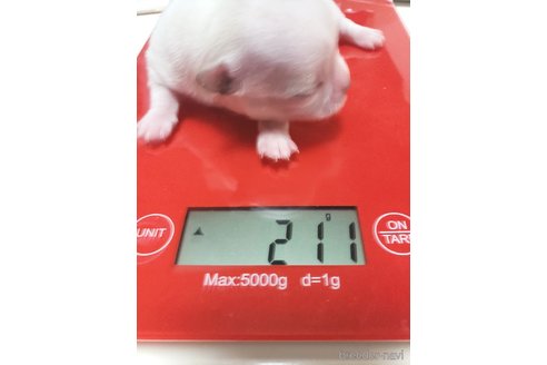 成約済の大阪府のチワワ(ロングコート)-307077の20枚目