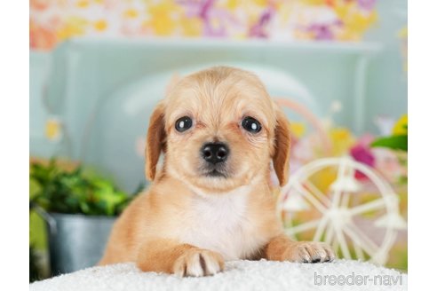 成約済の千葉県のチワックス:チワワ×ミニチュアダックスフンド-308396の2枚目